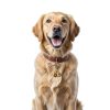 2 Pack Bell for Dog Collars, Cat Collar Bells, Pet Training Collar Charm with Heavy Duty Snap Clips, Pet Pendant Accessories, Pets Bell for Dogs and Cats, Christmas Gift (Gold, Silver)-4