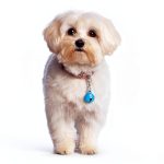 28Pcs Pet Bells for Dog Cat Collar Colourful Pet Small Bells with Clasps Dog Cat Collar Charms Pets Pendant Accessories Stainless Steel Keychain Loud Crisp Sound for Animal Christmas Decoration-0