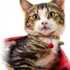 20PCS Pet Bells for Dog Cat Collar, Metal Round Cat Bell Collar with Clasps, Charm Pet Pendant Accessories Christmas Decoration Jingle Bell(Colourful)-2