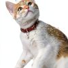 Small Bell for Dog Collar Thrymme 10‑Piece Mixed Finish 1/2‑Inch Bells-2