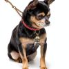 Copper Collar Bells 2Pcs Vintage Brass for Small Pets, Tag Compatible-5