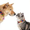 Teaaha Cat Collar Bell 18PCS Small Loud Multicolor Dog Bells for Pet Tracking Anti Lost Training, Pets Pendant Accessories Anti Theft Bells Charm for Little Dogs & Cats, with 2 Pack Keychain-4