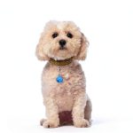 23 PCS Pet Bells for Dog Cat Collar, Colourful Cat Dog Bells with Clasps, Metal Bell for Small Pet Collar with Loud Crisp Sound for Collar Charm Accessories Christmas Decoration-0
