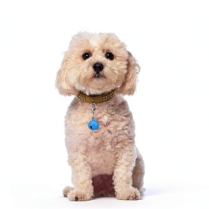 23 PCS Pet Bells for Dog Cat Collar, Colourful Cat Dog Bells with Clasps, Metal Bell for Small Pet Collar with Loud Crisp Sound for Collar Charm Accessories Christmas Decoration-0