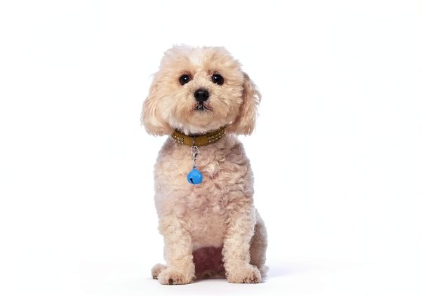 23 PCS Pet Bells for Dog Cat Collar, Colourful Cat Dog Bells with Clasps, Metal Bell for Small Pet Collar with Loud Crisp Sound for Collar Charm Accessories Christmas Decoration-0