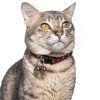 3 Pcs Dog Bells for Pet Tracking Extra Loud Cat Dog Collar Vintage Copper Bells with Quick Clips Anti Lost Training Pets Pendant Accessories Anti Theft Bell for Little Dogs Cats-4