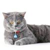 14 Pack Pet Bells for Dog Cat, Charms Colourful Pet Small Bells with Clasps, Round Bell with Loud Crisp Sound, Bell Pets Collar Accessories for Collars Stainless Steel Keychain for Pets-3