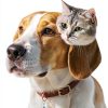 Cat Collar Bell Kerros 9 Pack Small Dog & Puppy Collar Bells Keychain-5