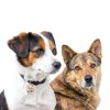 Dog Bells for Pet Tracking 4 Loud Copper Bells with Quick Clips Chyobo-5