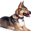 Dog Bells for Pet Tracking 4 Loud Copper Bells with Quick Clips Chyobo-7