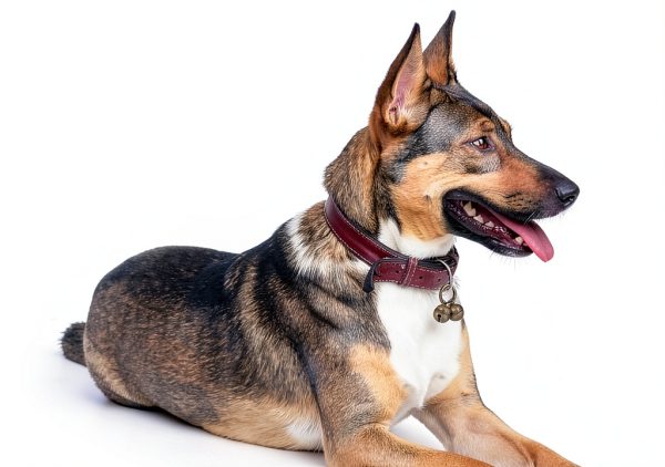 Dog Bells for Pet Tracking 4 Loud Copper Bells with Quick Clips Chyobo-7