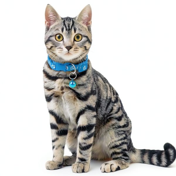 Reflective Cat Collar 6 Pack - Nylon Breakaway with Bell Mixed Colors-2