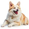 Copper Dog Bells Morn Light Glossy Bronze Quick‑Release Collar-3