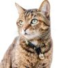 Cat & Dog Collar Bells Beau's Bells QuickLoop Double Bell Medium-2